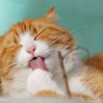 【猫の日キャンペーン】本日2月22日は猫の日！愛する猫ちゃんの写真をSNSに投稿しよう！