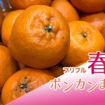 【春のポンカン祭り】福田果樹園さんの無農薬ポンカン５kg（4,000円相当）が合計100名様に当たる！